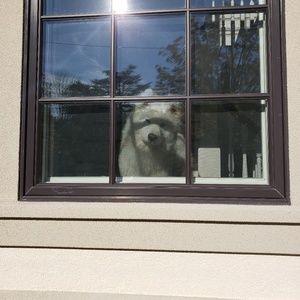 Meet your Posher, Albert